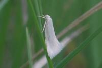 Elachista argentella