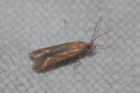 Metzneria aprilella