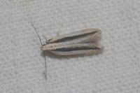 Mirificarma interrupta