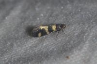 Denisia augustella