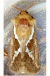 Korscheltellus lupulinus