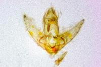Agonopterix purpurea