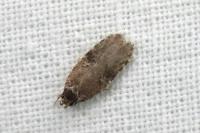 Agonopterix purpurea