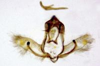 Cnephasia cupressivorana