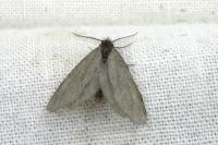 Rebelia plumella surientella