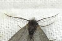 Rebelia plumella surientella