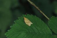 Clepsis consimilana