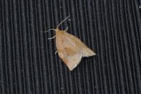 Archips rosana