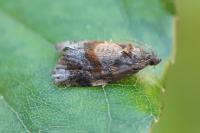 Ditula angustiorana