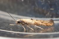 Epermenia aequidentella