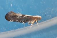 Argyresthia spinosella