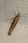 Plutella xylostella