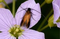 Cauchas rufimitrella
