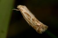Elachista rufocinerea