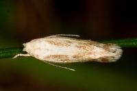 Elachista rufocinerea