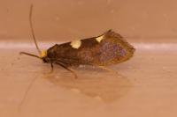 Incurvaria masculella