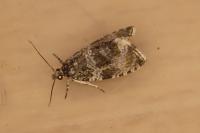 Celypha lacunana