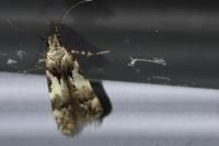 Teleiodes luculella
