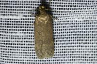 Bryotropha