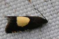 Pammene trauniana