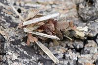 Canephora hirsuta