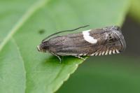 Grapholita lunulana