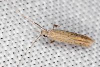 Aspilapteryx tringipennella