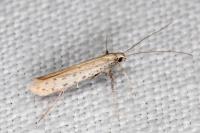 Aspilapteryx tringipennella