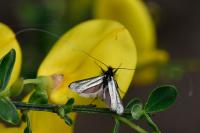Adela reaumurella