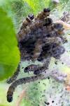 Yponomeuta padella