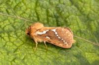 Korscheltellus lupulinus