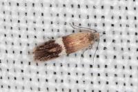 Aproaerema polychromella