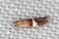 Aproaerema polychromella