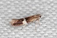 Aproaerema polychromella