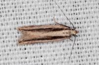 Mirificarma interrupta