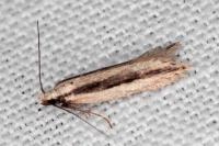 Mirificarma interrupta