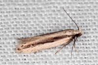 Mirificarma interrupta