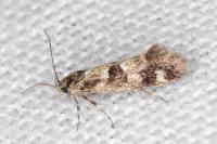 Denisia lutea