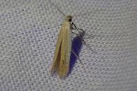 Aspilapteryx tringipennella