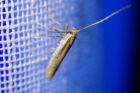 Aspilapteryx tringipennella