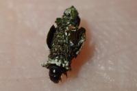 Bacotia claustrella