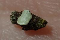 Bacotia claustrella