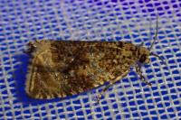 Celypha