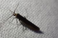 Coleophora