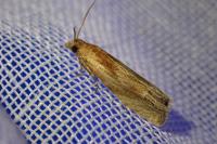Eucosma