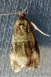 Celypha lacunana