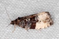 Hedya pruniana