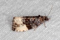 Hedya pruniana