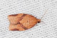 Clepsis consimilana