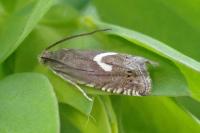Grapholita lunulana